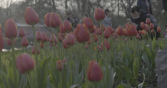 郁金香花海