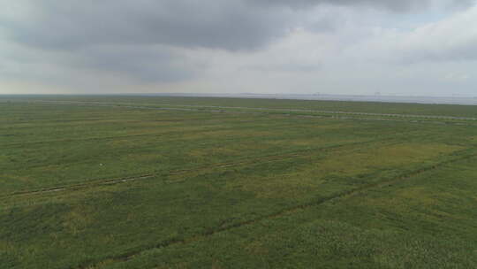 上海崇明岛航拍草地平原候鸟飞翔天际线
