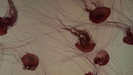 水族馆中游动的水母素材