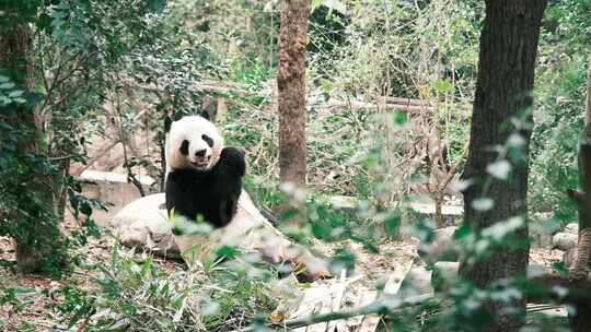 大熊猫开心吃竹子成都大熊猫基地熊猫睡觉玩