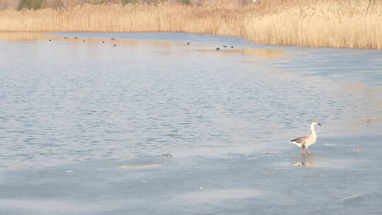 冬天城市湿地结冰湖面上的天鹅鸭子鸟类