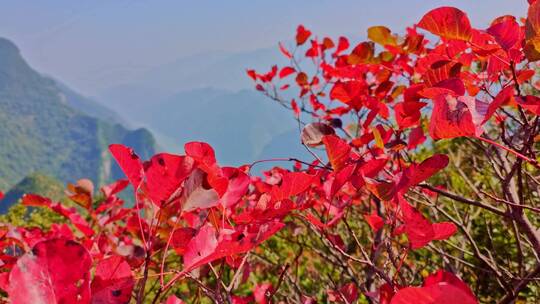 重庆市巫山县巫峡红叶似彩霞。