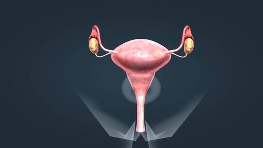 医疗人体解剖女性生殖器官神经系统动画