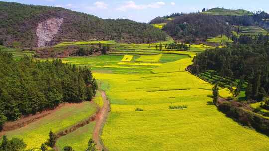 黄绿相间的山间油菜花田鸟瞰全景