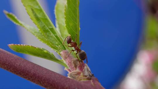 微距桃花上的红蚂蚁昆虫