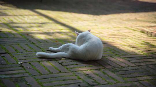 一只白猫在地上舔毛视频素材模板下载