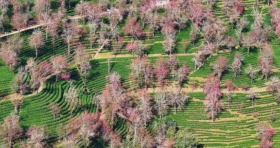 4K航拍云南无量山樱花谷冬樱美景