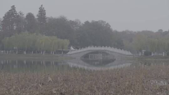 2019年冬天的武汉东湖荷塘LOG