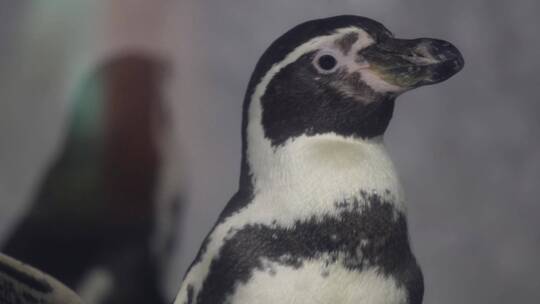 水族馆里的帝王企鹅南极