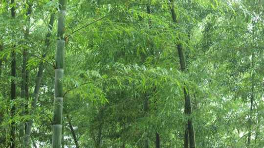 竹林竹叶禅意下雨天唯美空镜