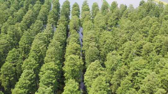 扬州渌洋湖湿地公园水上森林