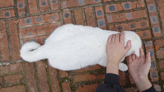 户外撸猫抚摸流浪猫家猫白猫视频素材模板下载