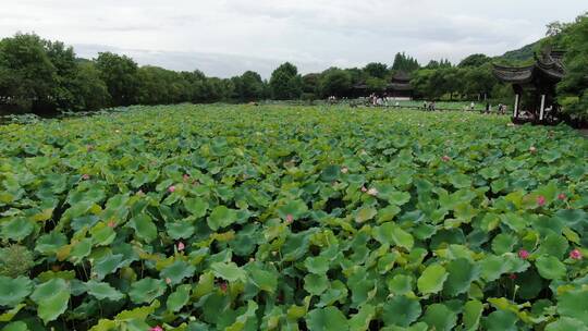 航拍杭州湘湖风景，荷花池视频素材模板下载