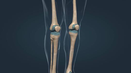 人体骨架骨骼股骨胫骨腓骨膝关节骨连接