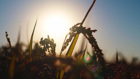 夕阳下的稻田里的麦穗