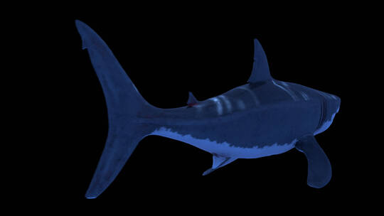 影视级三维鲨鱼水底动画合成特效 (5)视频素材模板下载