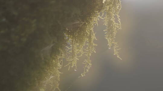 原始森林里的苔藓