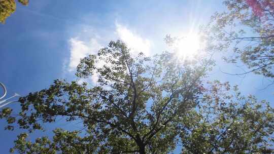 夏天阳光穿过树林唯美空镜头风景视频素材