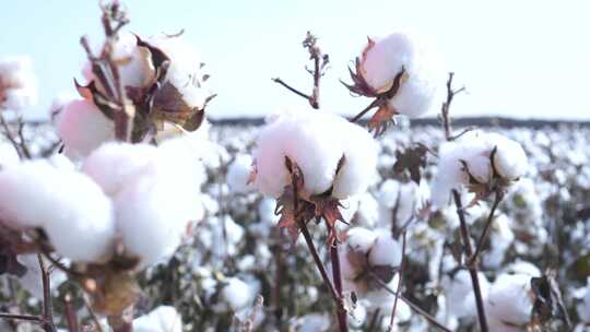 新疆棉花素材