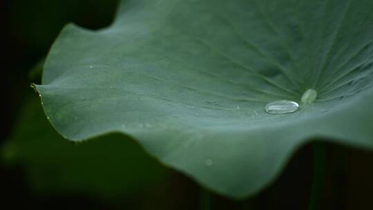 原创4k雨天水滴荷花随风摇摆植物