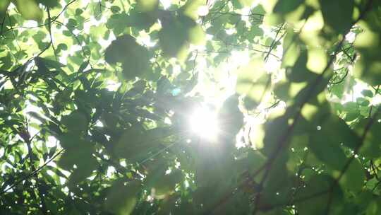 阳光透过树叶小清新风格2
