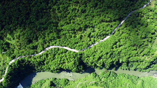 绿色森林中的道路峡谷河流