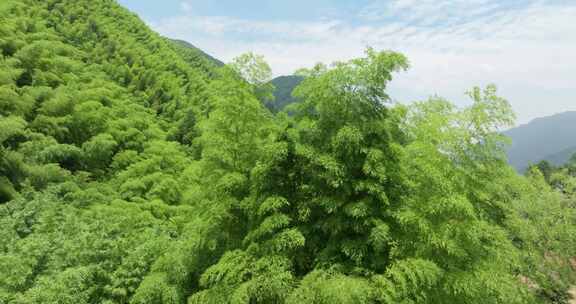 浙江湖州安吉竹海竹林竹山航拍