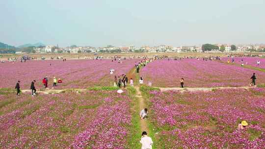 中山崖口格桑花花海八