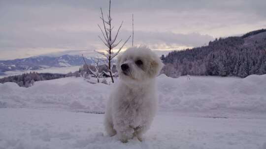 狗、雪、梗、冬天