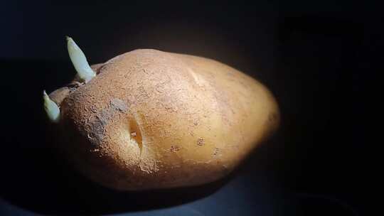 发芽土豆旋转展示 Sprouting Potatoes