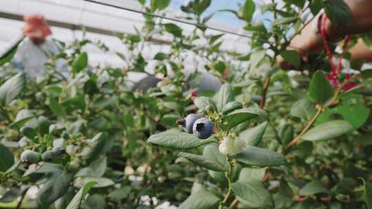 蓝莓种植采摘分选