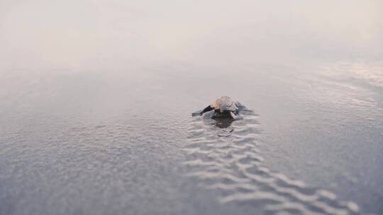 海龟在沙滩上爬行