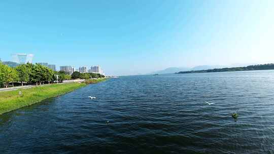 城市湿地公园白鹭湖泊飞鸟跟拍鸟飞翔