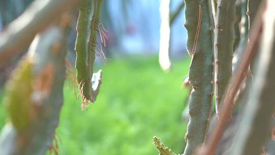 火龙果 种植火龙果