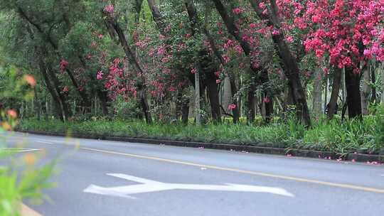 开满鲜花的公路，深圳香山中街车流