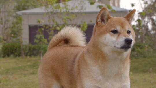 一只日本柴犬狗狗在公园草地上玩耍