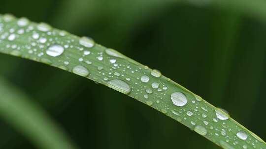 下雨天植物叶子撒行的水珠