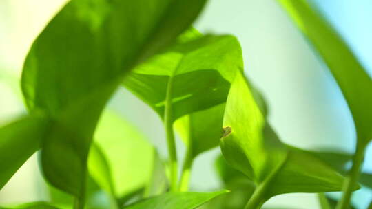 植物 绿色 盆栽 养殖