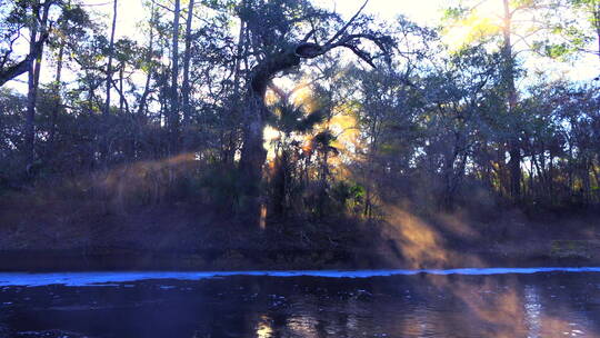 佛罗里达沼泽地的晨雾升起