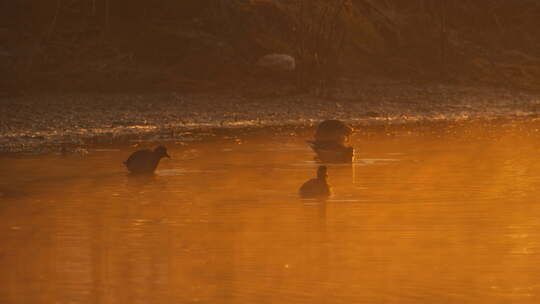 清晨浓雾笼罩池塘湿地黑水鸡