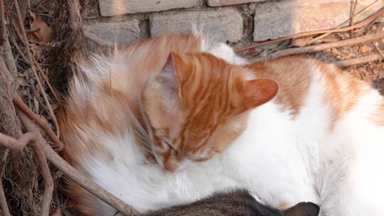 小猫躺在一起互相舔毛休息温馨画面