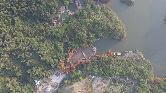 深圳仙湖植物园水杉秋色航拍