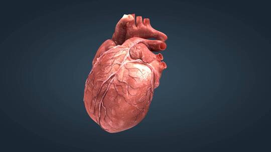 三维医学人体心脏模型动画特效11视频素材模板下载