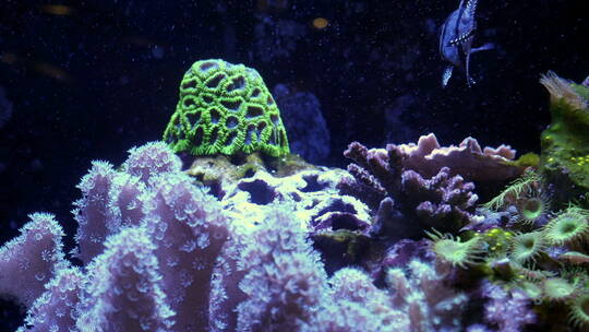 海底的海葵