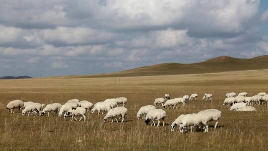 内蒙古锡林郭勒大草原秋季的羊