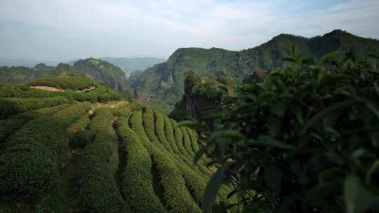 茶园茶叶茶田