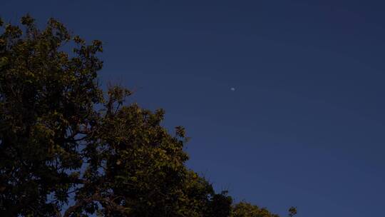 夜晚月亮树林弯月树叶晚上森林夜空天空黑夜