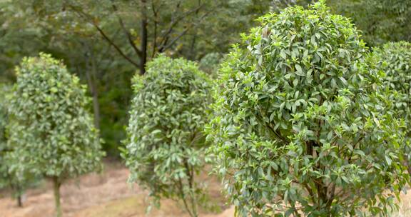 秋天 绿叶匆匆 枝繁叶茂 生机勃勃 绿色世界