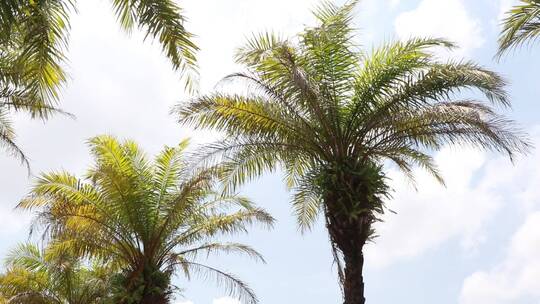蓝天白云下的椰子树视频素材模板下载
