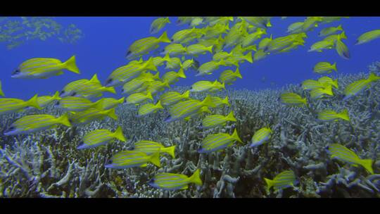 水底世界小鱼鱼群珊瑚礁超高清水族馆